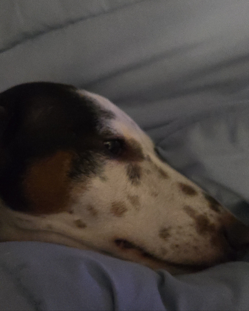 Meet your Posher, Franco